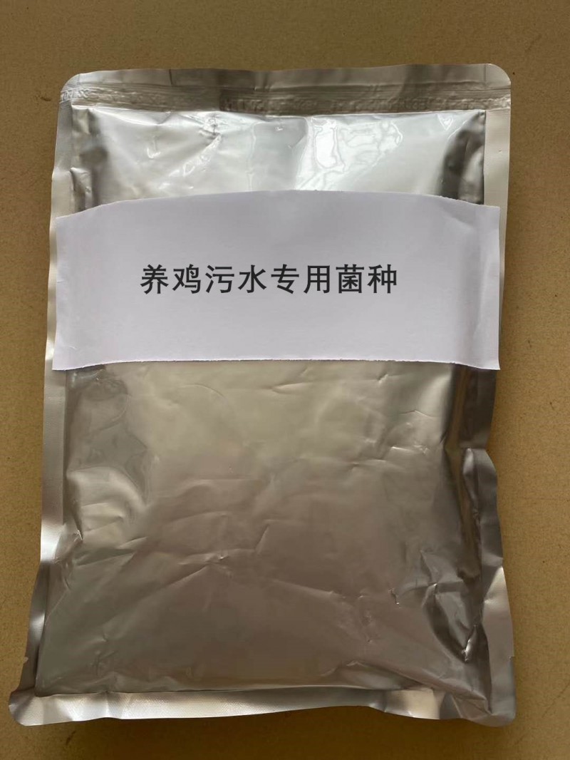 养鸡污水专用菌种的特点详解