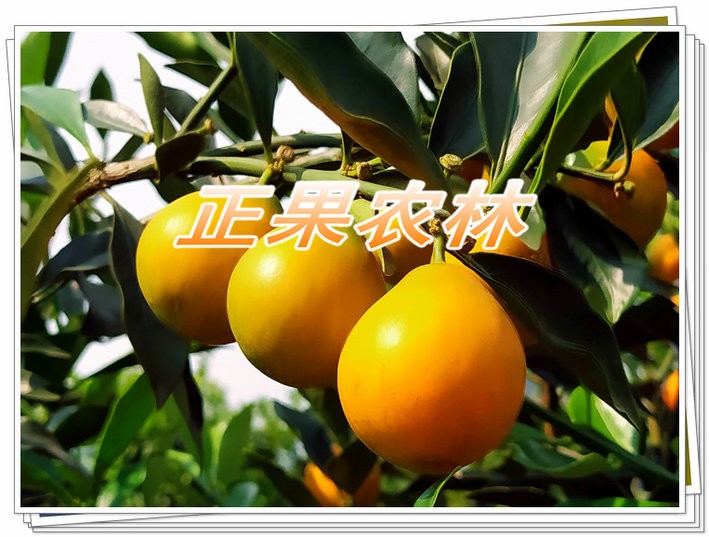 新产融安脆蜜金桔苗原产地当天发货全国包邮图2
