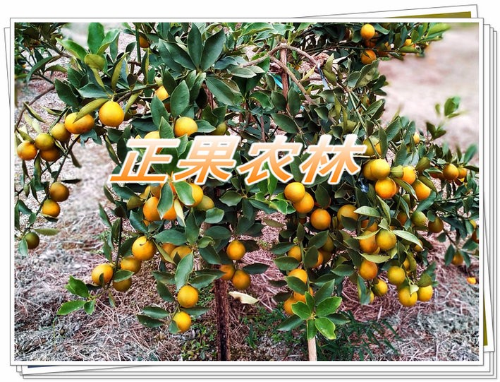 新产融安脆蜜金桔苗原产地当天发货全国包邮图3