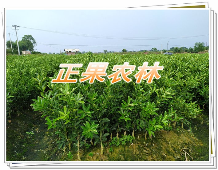 新产融安脆蜜金桔苗原产地当天发货全国包邮图5