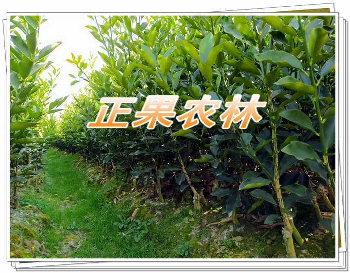 新产融安脆蜜金柑苗原产地直供图5