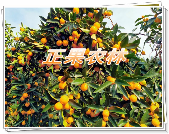 正宗融安滑皮金桔苗原产地新产上市当天发货全国包邮图2