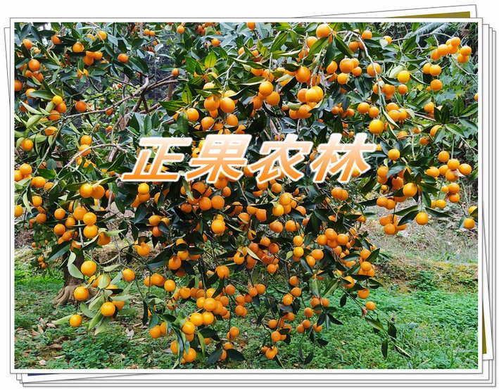 正宗融安滑皮金桔苗原产地新产上市当天发货全国包邮图3