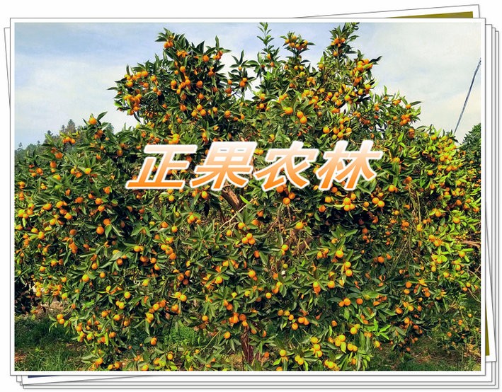 正宗融安滑皮金桔苗原产地新产上市当天发货全国包邮图4