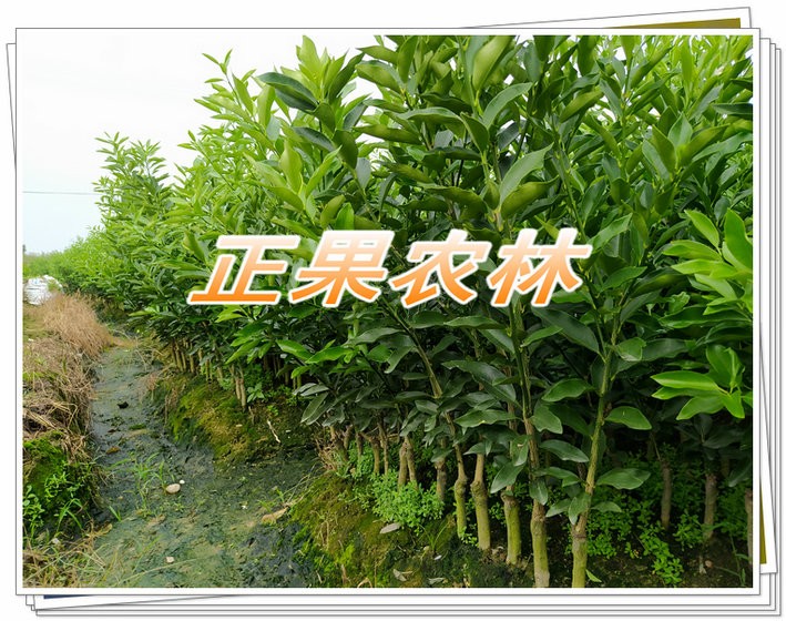 正宗融安滑皮金桔苗原产地新产上市当天发货全国包邮图5