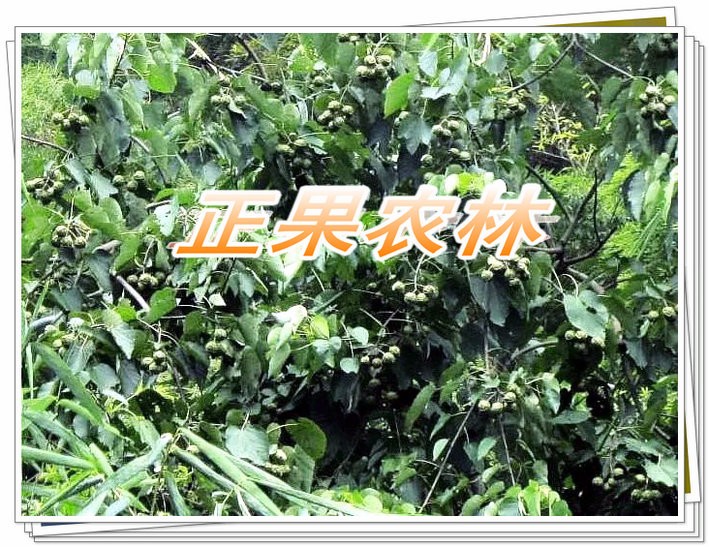 广西精选千年桐种子新产上市供应图4