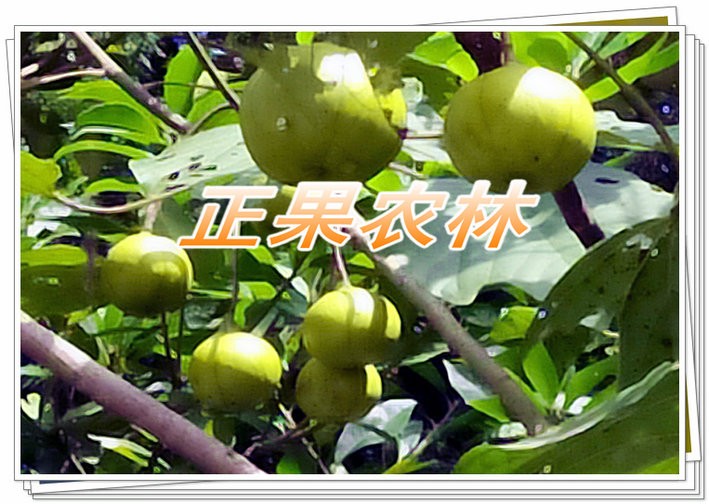 广西精选三年桐种子新产上市供应图4