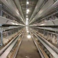 六层养鸡设备蛋鸡笼 自动化养鸡设备生产厂家