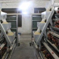 蛋鸡笼 肉鸡笼 育雏鸡笼 养鸡设备生产厂家