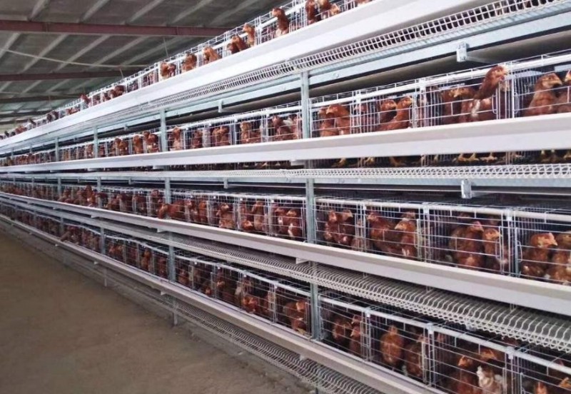 蛋鸡笼 肉鸡笼 育雏鸡笼 养鸡设备生产厂家图3